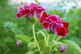 Tulip flower is also one of the most beautiful flowers in the world. Very Beautiful Flower Of The Red Colour Stock Photo Picture And Royalty Free Image Image 14774531