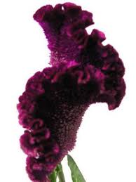 Catalogue Sut Flowers Celosia Cristata Celosia Cristata Beautiful Flowers Purple Garden Types Of Flowers