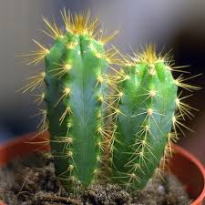 Comment bien s'en occuper ? Cereus Cactus Cierge Entretien Culture Et Conseils