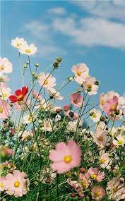 Pin By Carmen Quintero On Random Flowers Photography Flower Aesthetic Flowers Nature