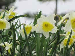 A seconda della specie i suoi fiori cambiano colorazione! Narciso Coltivazione