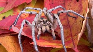 Image result for große winkelspinne biss haut reaktion