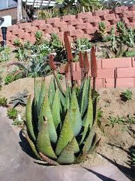Image result for Aloe aculeata × ortholopha