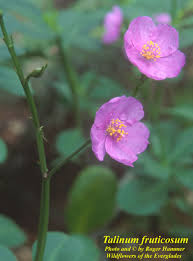 Image result for Talinum fruticosum