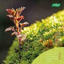 Der monatskalender märz 2021 für deutschland beinhaltet schulferien, feiertage, kalenderwochen und die mondphasen. A Vogel Kalender 2021 A Vogel
