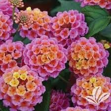 Image result for Lantana nivea