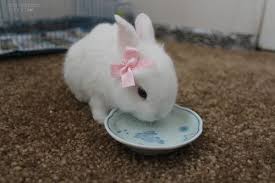 The baby rabbits are videoed nestled inside drinking glasses, some appear to. 2 Bunny Tumblr Pet Bunny Baby Animals Cute Little Animals