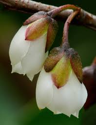 Image result for Pentaphylacaceae