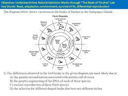 What traits besides beak characteristics that can contribute to the ability of a finch to complete successfully. Objective Understand How Natural Selection Works Through The Beak Of Finches Lab Key Words Beak Adaptation Environment Survival Of Fit Differential Ppt Video Online Download