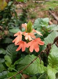 Image result for Crossandra puberula