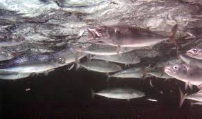 Image result for Scomber spp.