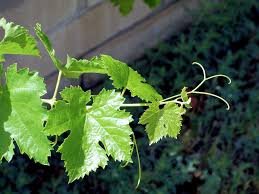 Image result for Vitis vinifera