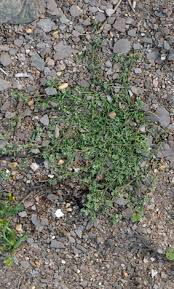 Image result for Corrigiola litoralis