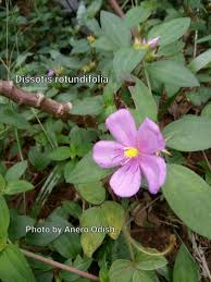 Image result for Dissotis