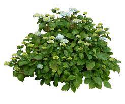 Download Png Image Bush Png Image Tree Plan Png Hydrangea Bush Plants