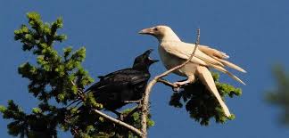 Black And White Ravens 