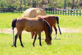 Whether you're looking to buy horses in oakland or bakersfield, redding or riverside, equine.com offers the most horses for sale in ca and the most diversity in breed and discipline from nocal to socal. The Costs Of Caring For A Horse