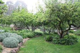 Homeowners also wish to keep their fruit trees smaller than commercial trees. Underplanted With Comfrey Hellebore Daft Forest Garden Ideas Cottage Garden Forest Garden
