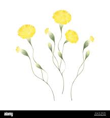 Image result for Macledium sessiliflorum