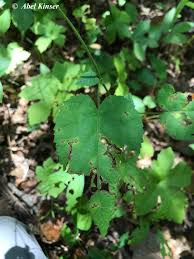 Image result for Tragia furialis