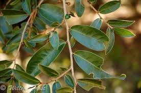 Image result for Hexalobus monopetalus