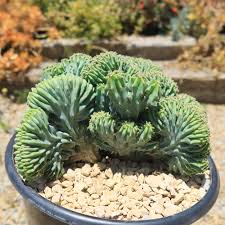 Image result for Myrtillocactus geometrizans