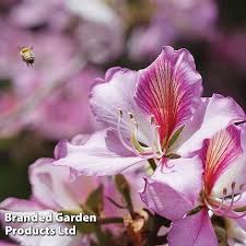 Image result for Bauhinia variegata