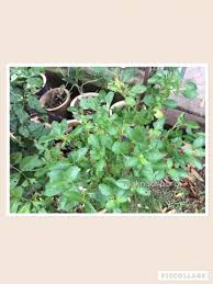 Cacing adalah organisme yang dapat menyebabkan penyakit cacingan. Mak Ngah Pora Jolok Cacing Meredakan Sakit Pinggang