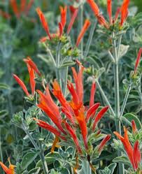 Image result for Dicliptera clinopodia