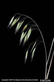 Image result for Pseudobromus