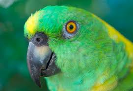 It contains about thirty species. Yellow Naped Parrot Fauna Flora International