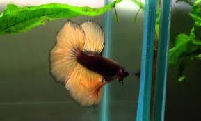 25 Chocklate Complete List Of Most Beautiful Betta Fish In The World Tail Pattern Colors I Bet You Will Fall In Love With Betta Fish Betta Beautiful Fish