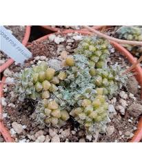 Image result for Anacampseros rhodesica