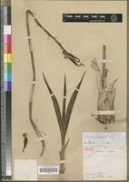 Image result for Eulophia streptopetala
