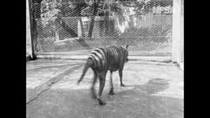 The thylacine (thylacinus cynocephalus) is an extinct carnivorous marsupial that was native to the island state of tasmania, new guinea, and the australian mainland. Thylacine From Tasmania The Wonderland 1935 Youtube