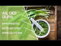 Comment Utiliser L Ail Des Ours Phytotherapie Youtube Avec Images Ail Des Ours Phytotherapie Plantes Aromatiques Et Medicinales