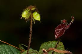 Image result for Eriosema flexuosum