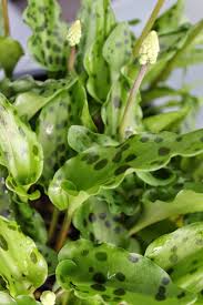 Image result for Lobelia petiolata