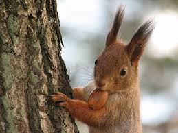 Pin On Wildlife Photography