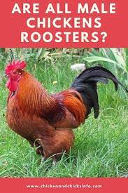 If you love your flock and the attitudes of your birds, you may want to breed them and keep. Are All Male Chickens Roosters Chicken Chicks Info
