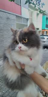  Pus