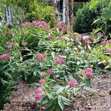 Maybe you would like to learn more about one of these? Cinderella Swamp Milkweed Asclepias Incarnata American Meadows
