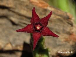 Image result for Hypertelis cerviana