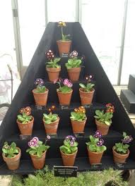 Image result for Tricliceras auriculatum