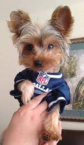 Pin By Diane Rivera On Yorkie Love Yorkie Puppy Yorkie Cutest Dog Ever