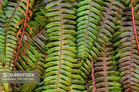 Image result for Blechnaceae