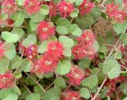 Image result for Acalypha manniana