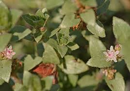 Image result for Bergia pentheriana