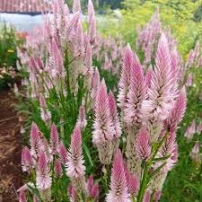 Celosia Flamingo Feather Organic Adaptive Seeds In 2020 Annual Plants Flower Farm Flower Seeds