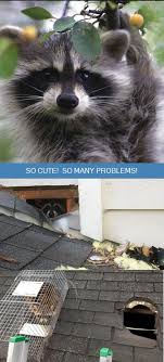 Hempstead exterminator is the best exterminators in hempstead, ny. Raccoon Removal Nassau County Ny